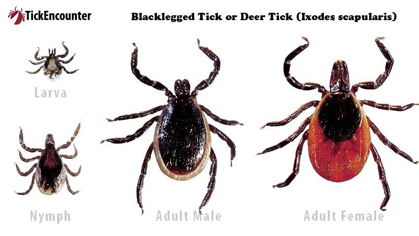 MaineHealth to take part in post-treatment Lyme study